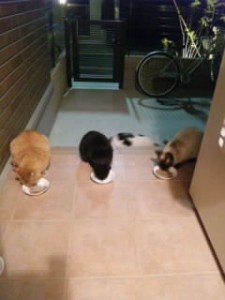 野良猫が行方不明に