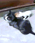 トムちゃんとの思い出