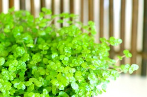別れさせ屋と間違えた問い合わせ